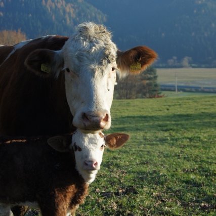 Biolandwirtschaft im grünen Herzen Österreichs. Fleckvieh Milch&Fleisch. Organic grassland farm in the heart of Austria. Simmental beef & milking cows.
