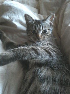 tenntoto's profile picture. 