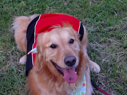 lispycrispy's profile picture. 