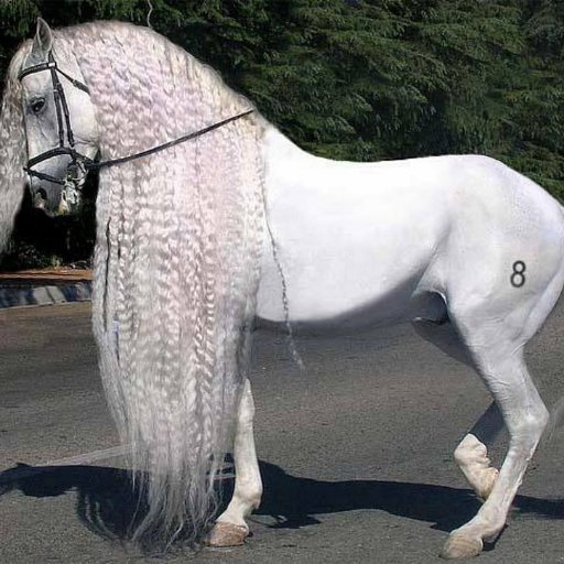 AMANTE DE LOS CABALLOS, DE LAS LIEBRES Y DE LOS GALGOS.