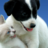 lei_prot_animal's profile image
