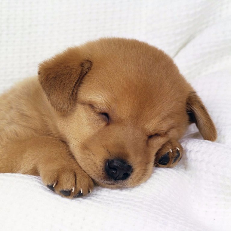 #Blog sur l'éducation #canine - découvrez les meilleures #méthodes pour #dresser son #chien, stopper les #aboiements, propreté du #chiot - #Guide et #conseils