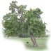 Orchard Revival (@orchardrevival) Twitter profile photo Orchard Revival (@orchardrevival) Twitter profile photo