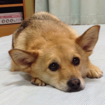 初めまして、雑種犬♀8歳 りぼんです。保健所から我が家へ来て5年目 気ままに更新していきますo(｀ω´ )o犬好きさん仲良くしてください♡フォローお気軽に。 飼い主本垢→@hzk11_rad