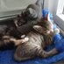 SE Somerset RSPCA (@rspcase) Twitter profile photo SE Somerset RSPCA (@rspcase) Twitter profile photo