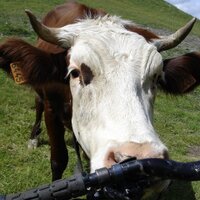 flowmtb morzine (@flowmtb) 's Twitter Profile