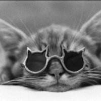 το γατί ^..^ ★ (@catofathens) 's Twitter Profile Photo