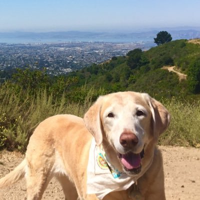 https://t.co/3zfsuEO4qu Named Best Hiking Resource - Best of the East Bay Award. Hikes tested by my rescue Bailey! #HikesDogsLove