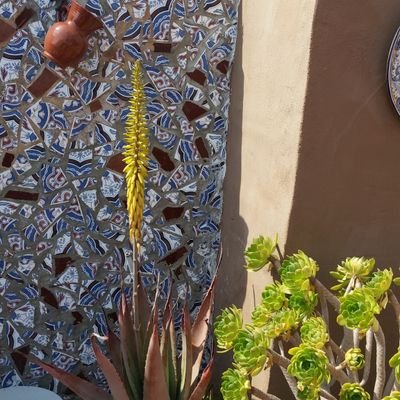 vickyshovelton's profile picture. Lovely modern 4 bedTown house.  buy direct from the owner 88.000€

vshovelton1@hotmail.com 
00 34 671247218
instagram vshovelton1marinaleda