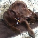 Beardog - @DarwinHarris5 - Twitter