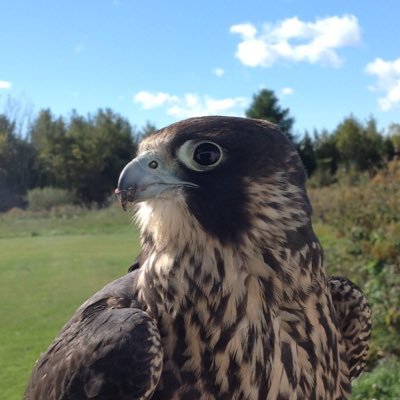 Here at North East Falconry, we offer a number of falconry experiences. Our birds fly to our guests and all experiences are private.