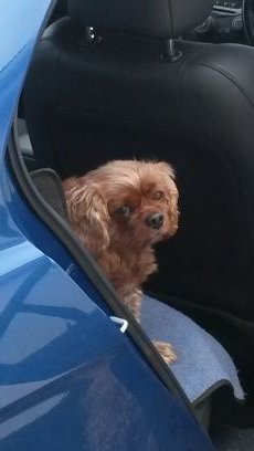 sara_mcgeough's profile picture. 