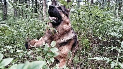 Domuscarus's profile picture. Kaheli kanaharrastaja keskeltä korpea. (Eiku ei keskeltä... Syrjemmältä..) Kaikki kiinnostaa. Mielipiteet omia. Yritän oppia uutta ja ymmärtää eri kanteilta.