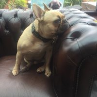 ChipstheFrenchie (@chipsfrenchie) 's Twitter Profile