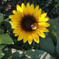 Bear Butte Gardens (@bearbuttegarden) 's Twitter Profile