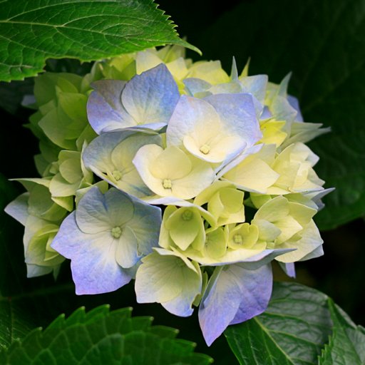 SeedShahda's profile picture. seed AL-Shahda