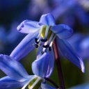 Anna Prenzel - @blaustern_foto - Twitter