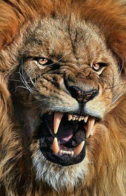 santiamorosito's profile picture. 