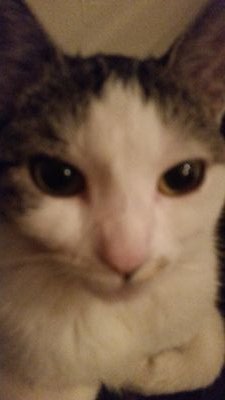 smauelcal1515's profile picture. Im just a fat 13 year old trying to make some friends