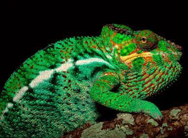Critters, your South Texas one stop exotic animal & supply shop!!!!