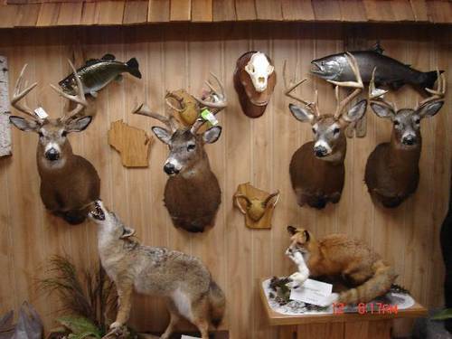 I Own a Professional Taxidermy Business & I'm a Professional Hunting & Fishing Guide in Wisconsin , I also trap Nuisance animals and remove them.