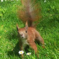 Squirrel Adam🌰(@AdPat61) 's Twitter Profile Photo