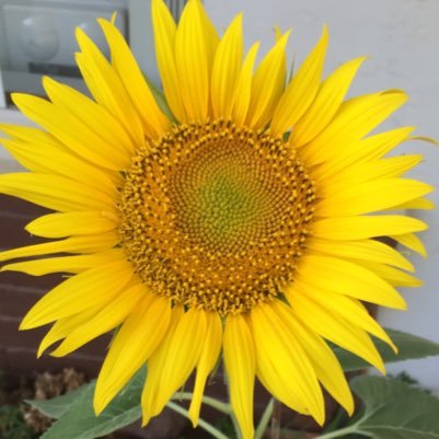 Gbeebumblebee's profile picture. 