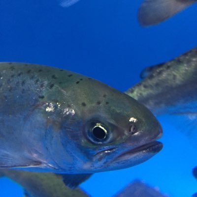 おさんぽSE/ごろごろするので忙しい/ [科学的に]の枕詞によわい