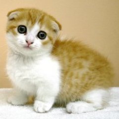 かわいい猫の動画をアップしていきます、みなさんの癒しになればいいと思います、よかったらRT、いいねお願いします