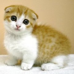 かわいい猫動画 Swift9010 Twitter
