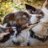 slattery_rabbit's profile image