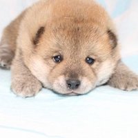 ミシ (@mishi313clm) 's Twitter Profile Photo