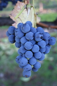 Co-Owner Paradise Ridge Winery