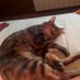 4patitas.wordpress (@4patitasblog) Twitter profile photo 4patitas.wordpress (@4patitasblog) Twitter profile photo
