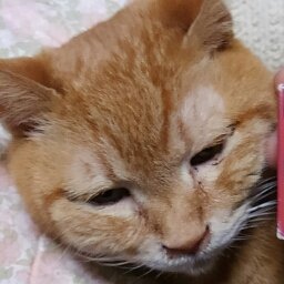 造形師、茶虎屋で飼われているにゃんこのツイート。
茶虎屋本人はものぐさなので、ツイート更新には向かないご様子。
でも、やっぱり猫も気まぐれなので、どっちもどっち。