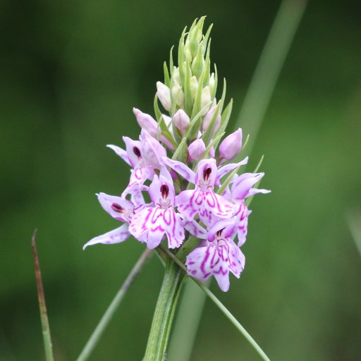 Raising interest in, and knowledge of, the grasslands of St Briavels, Hewelsfield and Brockweir in the Wye Valley, and offering help and advice on management.