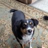 KimmichLouise's profile picture. Dog lover, former teacher, novice piano player, dog walker, tutor to elementary kids and lover of all things plants and gardens. Life is too short to waste.