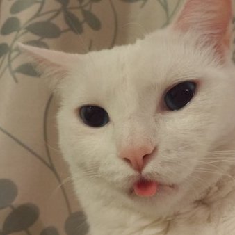 samchloe7's profile picture. I love white cats with blue eyes and I also like calico cats cats are the best pets to have!!!