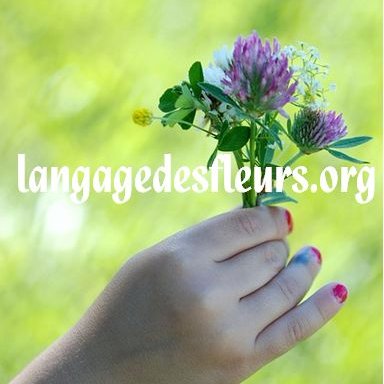 Compte Twitter du site http://t.co/nQi3oVvuzK - Le spécialiste  du langage des fleurs - Rose lys coquelicot tulipe pivoine oeillet violette...