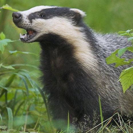 McBadgerbeard's profile picture. 