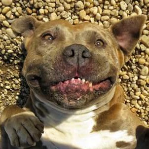 Shelter_Link's profile picture. Animal Shelter Volunteers and Rescue Advocates.  Our Mission? Whatever it takes! 501(c)(3) Nonprofit Organization