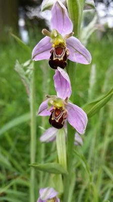 wimbo473's profile picture. 