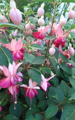 SarahSedigh1's profile picture. I am a massive fan of Ashley Roberts from when she was in the Pussycat Dolls on going on strong.  She is a very talentled person :)