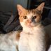 Obi-Wonton (@thedailyobi) Twitter profile photo Obi-Wonton (@thedailyobi) Twitter profile photo