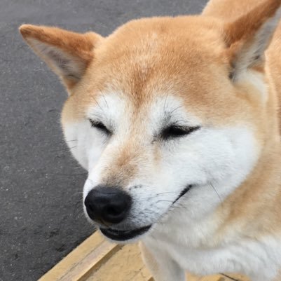 negiirunkai's profile picture. こんにちは