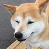 negiirunkai's profile picture. こんにちは