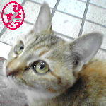 hyousan's profile picture. 宮崎に棲息する河童です。キャンペーンなどからの自動ツイートとブログからのクロスポストのみで、自分ではツイートしません（例外あり）。フォローも現在している分のみで、追加はしません(例外はあり)。