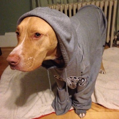 KaipoWoof's profile picture. 