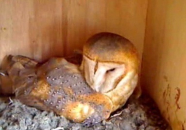 MollyOwl's profile picture. I am The World's Most Famous Barn Owl