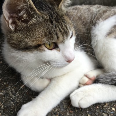 みけねこ Mikeneko 2 Twitter みけねこ Mikeneko 2 Twitter